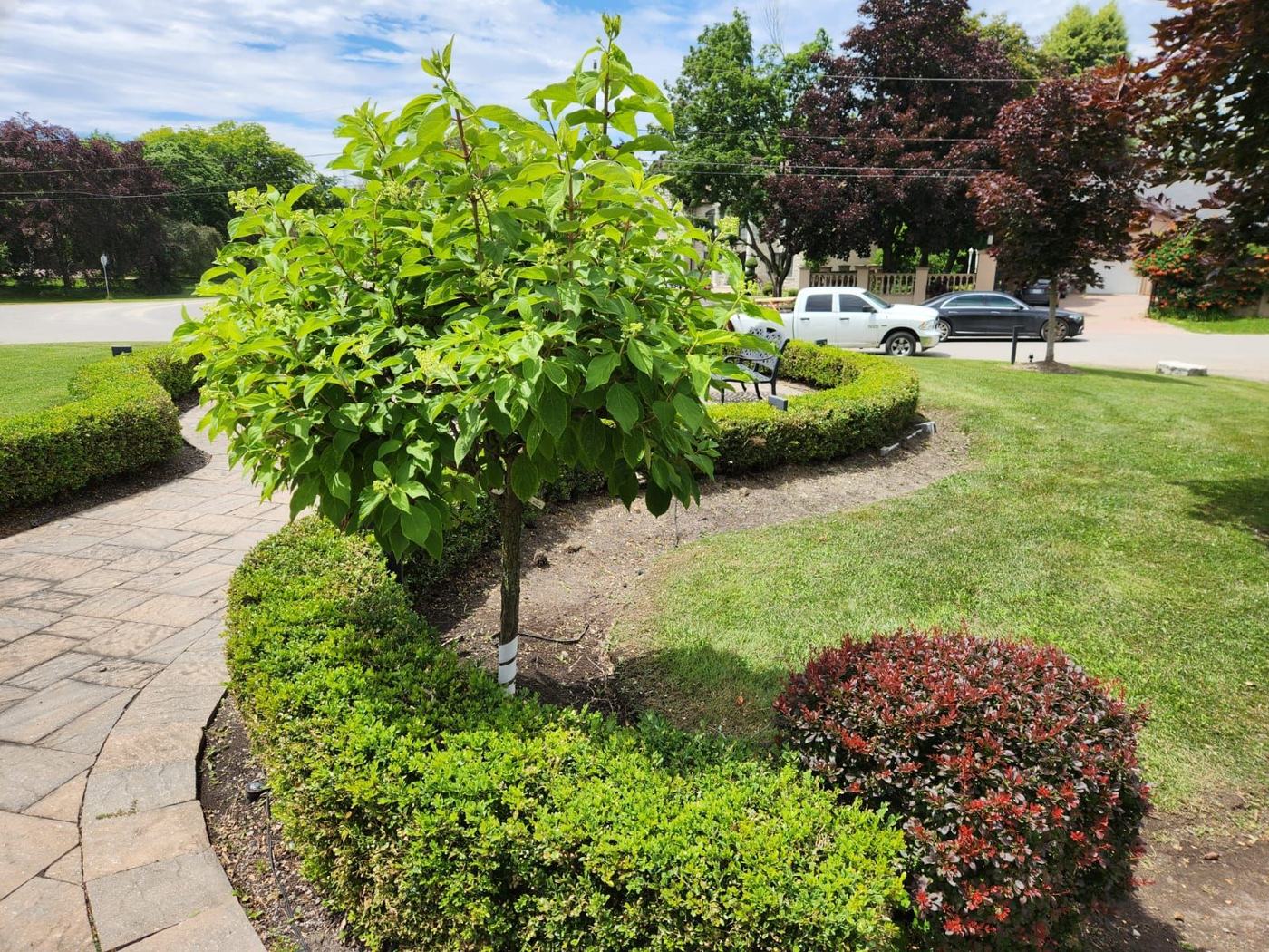 Trimmed boxwood hedge curving along a paver path