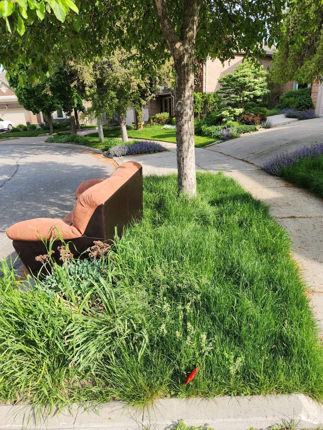 Overgrown front lawn before a spring cleanup