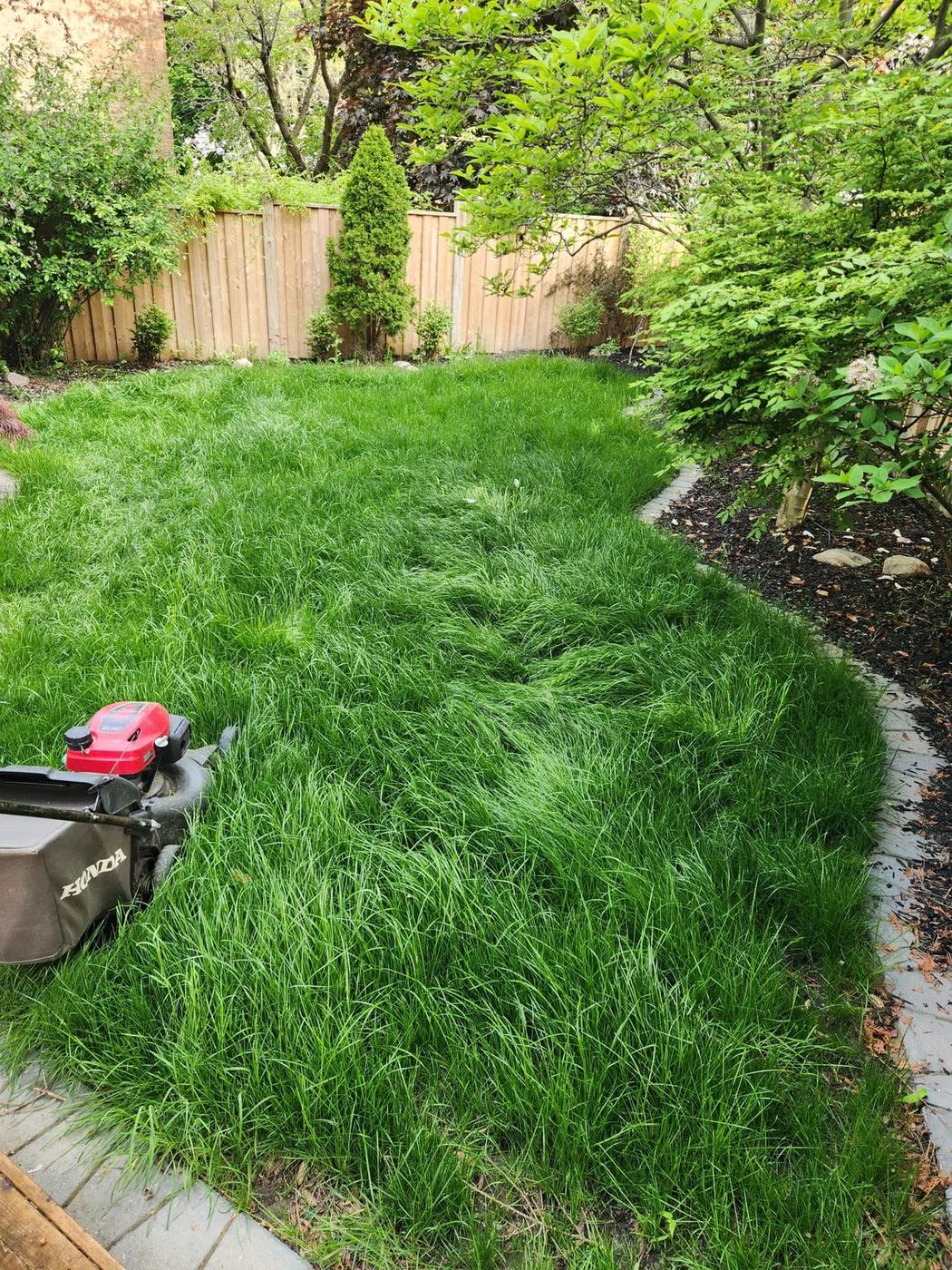 Overgrown backyard lawn before the first cut
